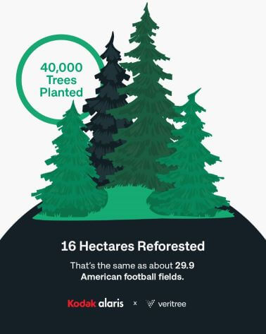 Reforestation image with trees
